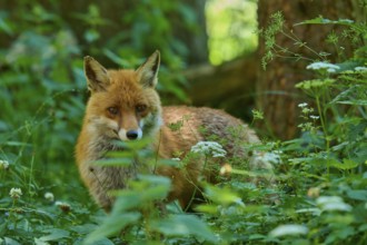 A fox peers intently out of the dense undergrowth of the forest, red fox (Vulpes vulpes),