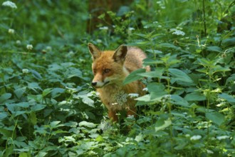 A fox hiding in the dense, green forest foliage, red fox (Vulpes vulpes), Schleswig-Holstein,