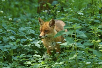 A fox peers through the dense green of the forest, red fox (Vulpes vulpes), Schleswig-Holstein,