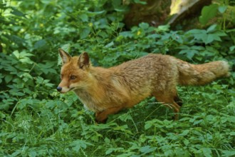 A fox moves through dense, green forest foliage, red fox (Vulpes vulpes), Schleswig-Holstein,