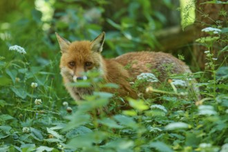 A fox half-hiding behind plants in the dense forest floor, red fox (Vulpes vulpes),