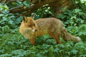 Fox in the countryside, attentively observing its surroundings, red fox (Vulpes vulpes),