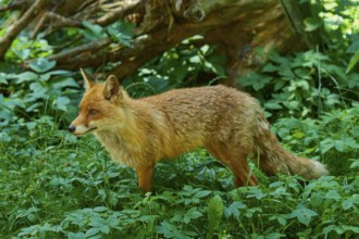 Fox in the green, standing attentively on the forest floor, red fox (Vulpes vulpes),