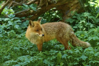 A fox stands attentively in the green undergrowth of a forest and looks to the side, red fox