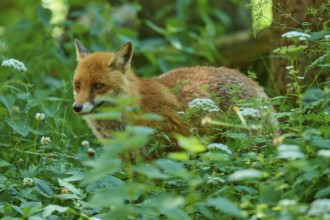 Red fox sitting in the green thicket of the forest, surrounded by dense foliage, Red fox (Vulpes