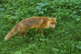 A fox moves in a meadow in the forest and looks ahead, red fox (Vulpes vulpes), Schleswig-Holstein,