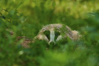 A badger hides well camouflaged in the deep green of the forest, Badger (Meles meles), Hesse,