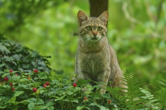 A wildcat sits on grasses and wild strawberries in the forest and looks around attentively, Wildcat