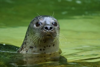 Astonished seal looking out of the water, harbour seal (Phoca vitulina), Schleswig-Holstein,