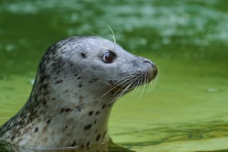 Seal in profile, swimming in green water with an attentive gaze, harbour seal (Phoca vitulina),