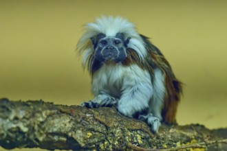 A tamarin monkey sits attentively on a tree trunk, surrounded by natural surroundings, liszt monkey