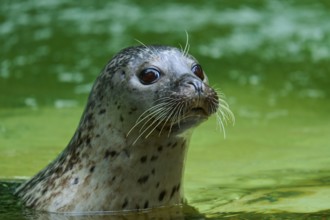 Seal looks out of the green water with attentive eyes and whiskers, harbour seal (Phoca vitulina),