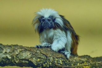 A tamarin monkey sits on a branch with a curious look in a natural environment, Liszt monkey