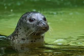 Seal surfacing on the water surface, showing a curious expression, harbour seal (Phoca vitulina),