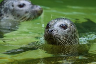 Two seals in green water, one in the foreground with a curious look, harbour seal (Phoca vitulina),