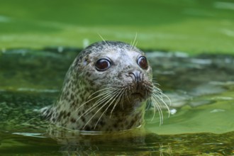 Seal looking out of green water with big eyes, harbour seal (Phoca vitulina), Schleswig-Holstein,