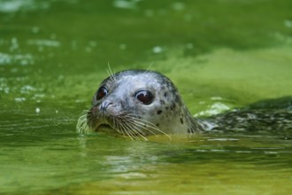 Seal surfacing in green water, showing its face and whiskers, harbour seal (Phoca vitulina),