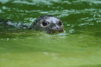 Seal looking out of the green water, harbour seal (Phoca vitulina), Schleswig-Holstein, Germany
