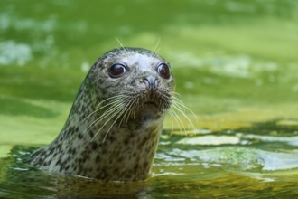 Curious seal in green water, harbour seal (Phoca vitulina), Schleswig-Holstein, Germany