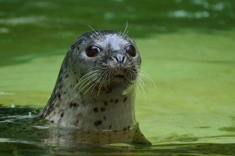 Calm seal in green water, harbour seal (Phoca vitulina), Schleswig-Holstein, Germany