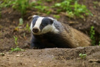 A badger exploring the forest floor, surrounded by green foliage, Badger (Meles meles), Hesse,