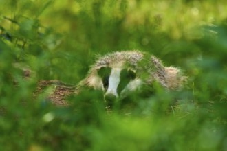 A badger hides in the dense green of the forest, Badger (Meles meles), Hesse, Germany