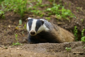 A badger crawls through the forest floor, surrounded by green vegetation, Badger (Meles meles),