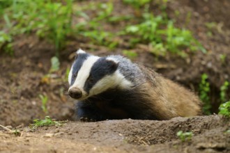 A badger spies through the earth in the forest, surrounded by green vegetation, Badger (Meles
