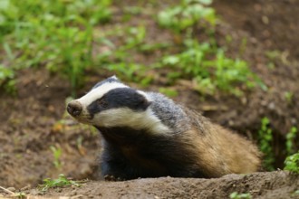 A badger in the forest on the ground, surrounded by green foliage, Badger (Meles meles), Hesse,