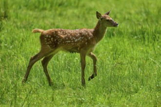 Young fawn moving playfully and lively across the green meadow, red deer (Cervus elaphus), Hesse,