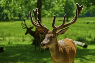 A stag with magnificent antlers stands in the green, summery forest, red deer (Cervus elaphus),