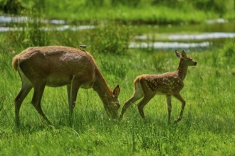 Doe leading her fawn across the meadow, both looking for food, summer environment, red deer (Cervus