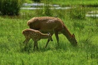 Doe and fawn grazing side by side with a bird on their backs, intimate nature scene, red deer