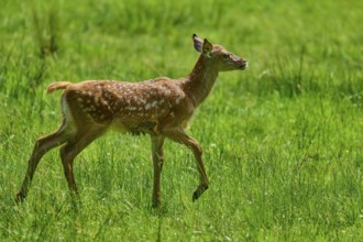 Fawn running freely across the green meadow, showing youthful energy and light-heartedness, red