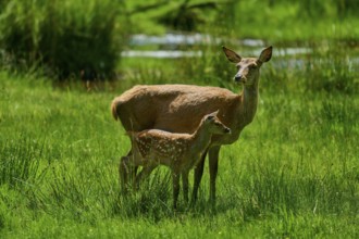 Doe and fawn standing attentively in a green meadow, surrounded by summer nature, Red deer (Cervus