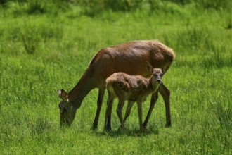 Doe and fawn grazing together in a meadow, calm and connected atmosphere, red deer (Cervus