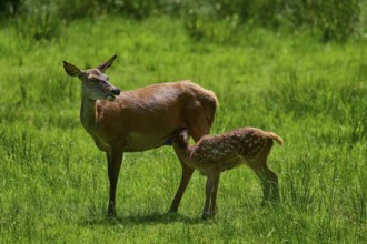 Red deer (Cervus elaphus) nursing her fawn on a green meadow in natural surroundings, protective