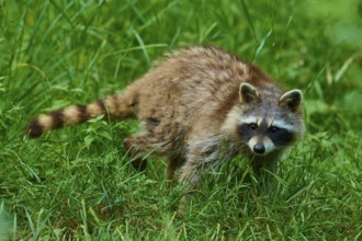 An attentive raccoon moves through a green meadow in the forest, raccoon (Procyon lotor), Hesse,