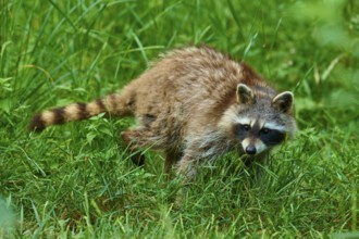 A raccoon attentively roaming the tall grass in the forest, raccoon (Procyon lotor), Hesse, Germany