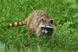A curious raccoon explores a green meadow in the forest, raccoon (Procyon lotor), Hesse, Germany