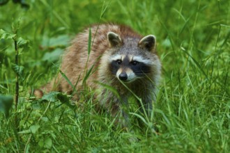 A raccoon stands at attention in the dense, green grass of a forest, raccoon (Procyon lotor),