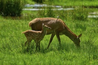 Doe with fawn grazing while a bird sits on her back, harmonious nature picture, red deer (Cervus