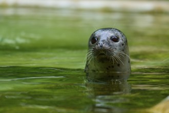 Curious looking seal in the water, harbour seal (Phoca vitulina), Schleswig-Holstein, Germany