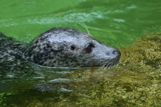 Seal swimming in green water, harbour seal (Phoca vitulina), Schleswig-Holstein, Germany