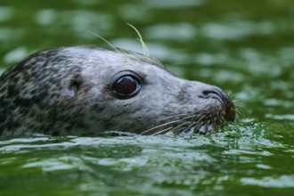 Close-up of a seal head in the water, harbour seal (Phoca vitulina), Schleswig-Holstein, Germany