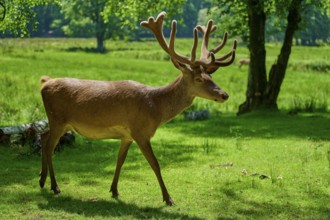A stag with impressive antlers walks through the forest, red deer (Cervus elaphus), Hesse, Germany