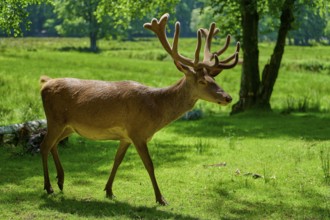 Stag with antlers running through summery, green surroundings, red deer (Cervus elaphus), Hesse,