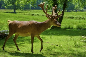 A stag with antlers moves calmly through the green landscape, red deer (Cervus elaphus), Hesse,