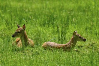 Two fawns lying relaxed next to each other in the tall grass, peaceful nature atmosphere, red deer
