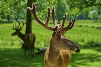 A stag with large antlers looks sideways, the summer meadow in the background, red deer (Cervus